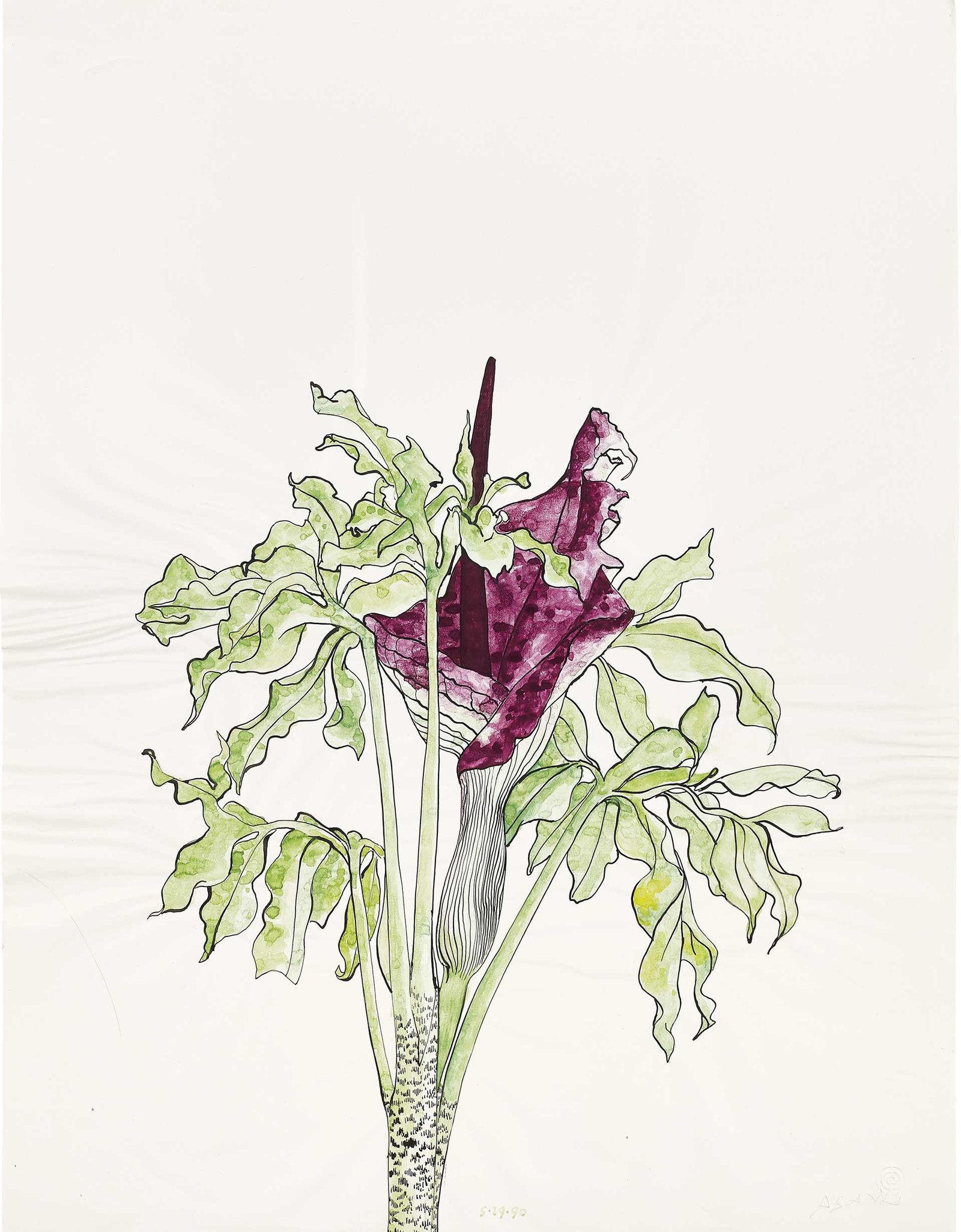 Ruth Asawa